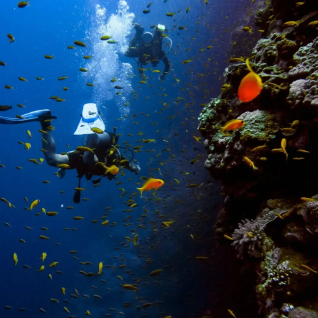 Diving (Marsa Alam & Hamata)